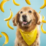 Złoty retriever w żółtej bandanie otoczony przez spadające banany. Czy maltipoo może jeść banany? Ten piesek wygląda, jakby wiedział!