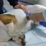 Pies po sterylizacji leży na stole, weterynarz w niebieskich rękawiczkach zajmuje się jego raną pooperacyjną.