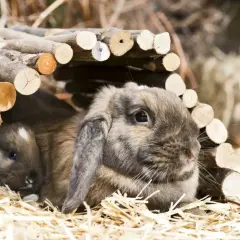 Dwa króliki, jeden większy, drugi mniejszy, przytulają się pod drewnianym tunelem. To dowód, że króliki mogą być razem w klatce, jeśli są odpowiednio dobrane.