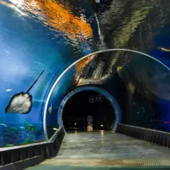 Podwodny tunel w największym oceanarium w Polsce. Płaszczka pływa obok, a w oddali widać ciemność.