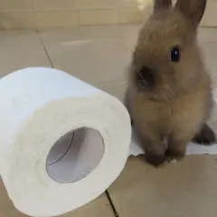 Mały króliczek siedzi obok rolki papieru toaletowego. Czy królik załatwia się do kuwety?