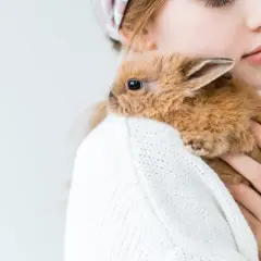 Delikatny króliczek wtulony w biały sweter, pokazuje, jak królik okazuje miłość.