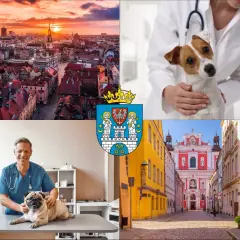 Poznań: widok miasta, weterynarz z psem, herb i urokliwa uliczka. Dowiedz się, ile kosztuje weterynarz dla psa.