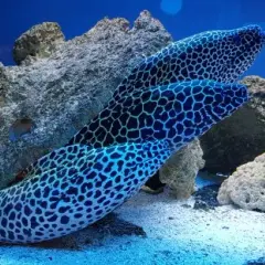 Oceanarium Kołobrzeg opinie – co mówią odwiedzający o atrakcjach?