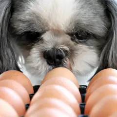 Shih tzu zastanawia się, czy jajko jest zdrowe dla psa. W tle widać rząd brązowych jajek.