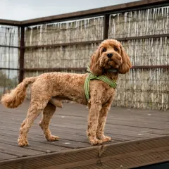 Uroczy pies rasy maltipoo w zielonej obroży stoi na drewnianym tarasie.