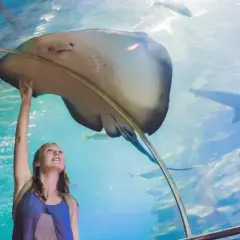Największe oceanarium w Polsce: co warto zobaczyć w Afrykarium