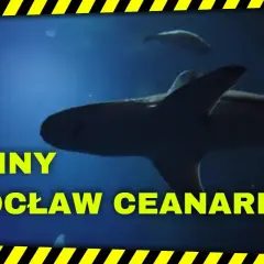 Rekiny w oceanarium Wrocław – fascynujące gatunki i ich tajemnice