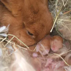 Matka barana francuskiego czuwa nad nowo narodzonymi króliczkami. Ciąża trwa ok. 31 dni.