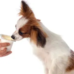 Mały piesek wącha kubeczek z jogurtem. Czy pies może jeść skyr? Dowiedz się, czy to bezpieczny przysmak dla Twojego pupila.