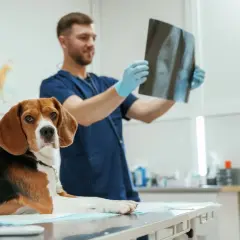 Weterynarz w niebieskim fartuchu analizuje zdjęcie RTG psa. Czy weterynarz dużo zarabia? Zależy od wielu czynników, ale ta praca wymaga poświęcenia.