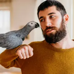 Szara papuga siedzi na ramieniu mężczyzny. Pokazuje, jak dbać o papugę, okazując jej czułość i uwagę.