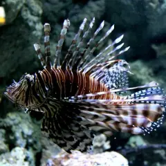 Skalnica w akwarium, która lepsze oceanarium gdańsk czy gdynia? Zobacz tę piękną rybę!