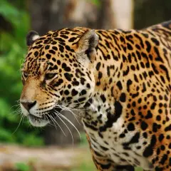 Piękny jaguar w zoo. Ciekawe, ile zarabia pracownik zoo, który się nim opiekuje.