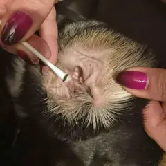 Czyszczenie ucha psa z objawami chorób uszu. Widać ciemną wydzielinę na patyczku.