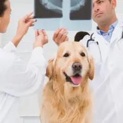Weterynarze analizują RTG, by zdiagnozować dysplazję bioder u psa.