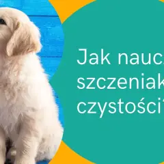Jak nauczyć psa korzystać z kuwety - skuteczne metody i porady