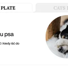 Czy po tabletce na odrobaczenie pies może mieć biegunkę? Piesek z czarnymi łatami na białym futerku leży, zasłaniając oczy łapką.