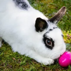 Biały królik z czarnymi łatkami obwąchuje różowe jajko. Tak jak widzą króliki, świat jest pełen zapachów i tekstur.