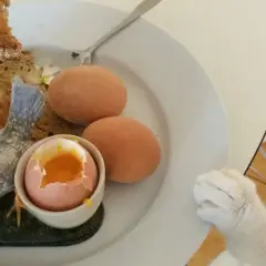 Kot z zaciekawieniem patrzy na talerz z jajkami na twardo i tostem. Czy koty mogą jeść białko jajka? To pytanie nurtuje wielu właścicieli.