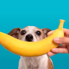 Czy psy mogą jeść banany i jabłka? Piesek z zaciekawieniem patrzy na banana trzymanego przez rękę.
