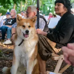 Pies rasy Akita siedzi na zewnątrz, obok kobiety. Czy pies może jeść drożdże? To pytanie nurtuje wielu właścicieli czworonogów.