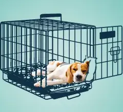 Jak dobrać klatkę kennelową, aby Twój pies czuł się komfortowo?