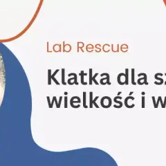 Najlepsza klatka dla szczura – uniknij najczęstszych błędów przy wyborze