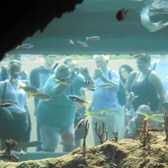 Najlepsze oceanaria w Polsce: odkryj niezwykłe morskie światy