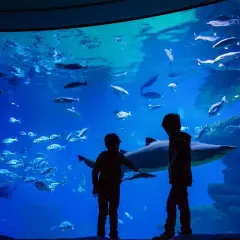 Oceanarium Majorka - fascynujące morski świat i atrakcje w Palma