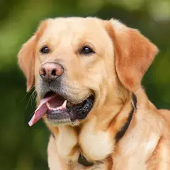 Złoty labrador z językiem na wierzchu, zastanawia się, czy psy mogą jeść jogurt naturalny.