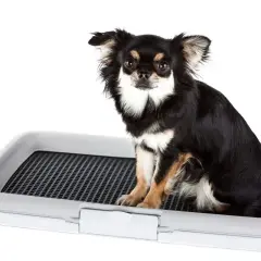 Czarny pies rasy chihuahua siedzi na kuwecie dla psa.