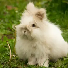 Puszysty królik angora siedzi na trawie. Zastanawiasz się, ile żyje królik angora?