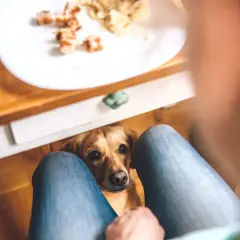 Pies patrzy błagalnie na talerz z jedzeniem, siedząc między nogami osoby.