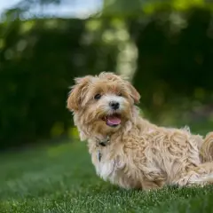 Uroczy, dorosły pies rasy maltipoo z beżowym, kręconym futerkiem leży na trawie, merdając ogonkiem.