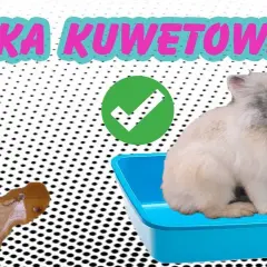Jak nauczyć królika załatwiać się do kuwety bez frustracji i stresu
