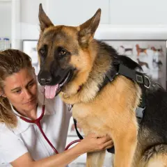 Weterynarz bada owczarka niemieckiego. Zastanawiasz się, ile kosztuje wizyta u weterynarza w Niemczech?