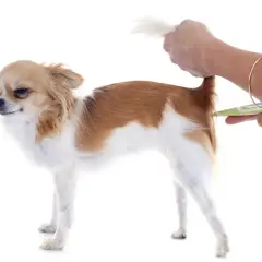 Chihuahua z podniesionym ogonem, któremu mierzy się temperatura.