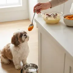 Mały piesek Shih Tzu z zaciekawieniem patrzy na łyżkę z dynią. Czy psy tolerują laktozę? Ta karma wygląda na bezpieczną.