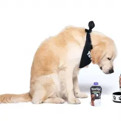 Złoty retriever w bandanie zastanawia się, czy pies może jeść jogurt naturalny bez laktozy. Obok stoi opakowanie jogurtu.