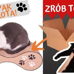 Jak zrobić legowisko dla kota z kartonu, które zachwyci Twojego pupila