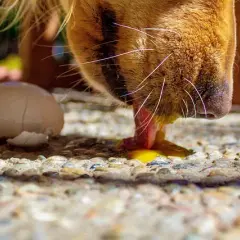Czy pies może jeść skorupki od jajka? Bezpieczne przygotowanie i ryzyko