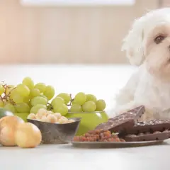 Biały piesek obok winogron, awokado, cebuli, kawy i czekolady. Czy pies może jeść ciasto? Nie, niektóre produkty są dla niego toksyczne.