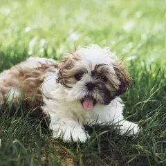 Uroczy szczeniak Shih Tzu leży na trawie. Pamiętaj, co ile odrobacza się psa, aby był zdrowy i szczęśliwy.