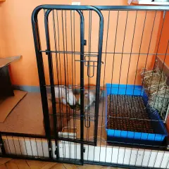 Jak przygotować klatkę dla królika: wybieg z kuwetą, siankiem i kartonowym domkiem. Królik czeka na swoje nowe lokum.