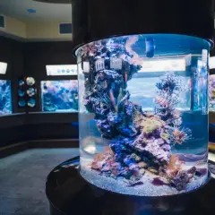 Wielka, cylindryczna akwarium z rybami skrzydlicami. W tle inne akwaria. Zastanawiasz się, ile kosztuje bilet do oceanarium w Gdyni?