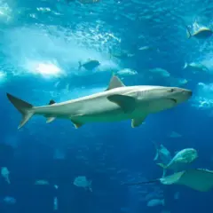 Oceanarium Ustka – Fascynujące gatunki ryb i niezapomniane atrakcje