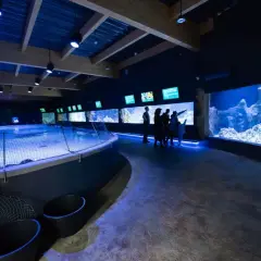 Oceanarium Opole - odkryj niesamowity świat morskich stworzeń