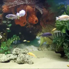 Oceanarium Łeba opinie - co mówią odwiedzający o tej atrakcji?