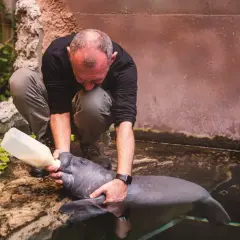 Opiekun karmi manata butelką. Praca w zoo, choć wymagająca, daje satysfakcję.
